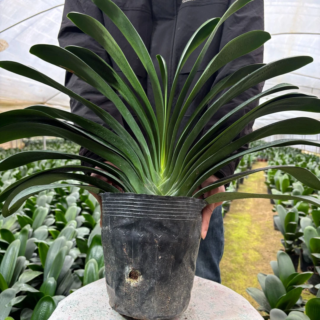 室内君子兰花卉观赏植物原盆原土好养绿植源头基地直发