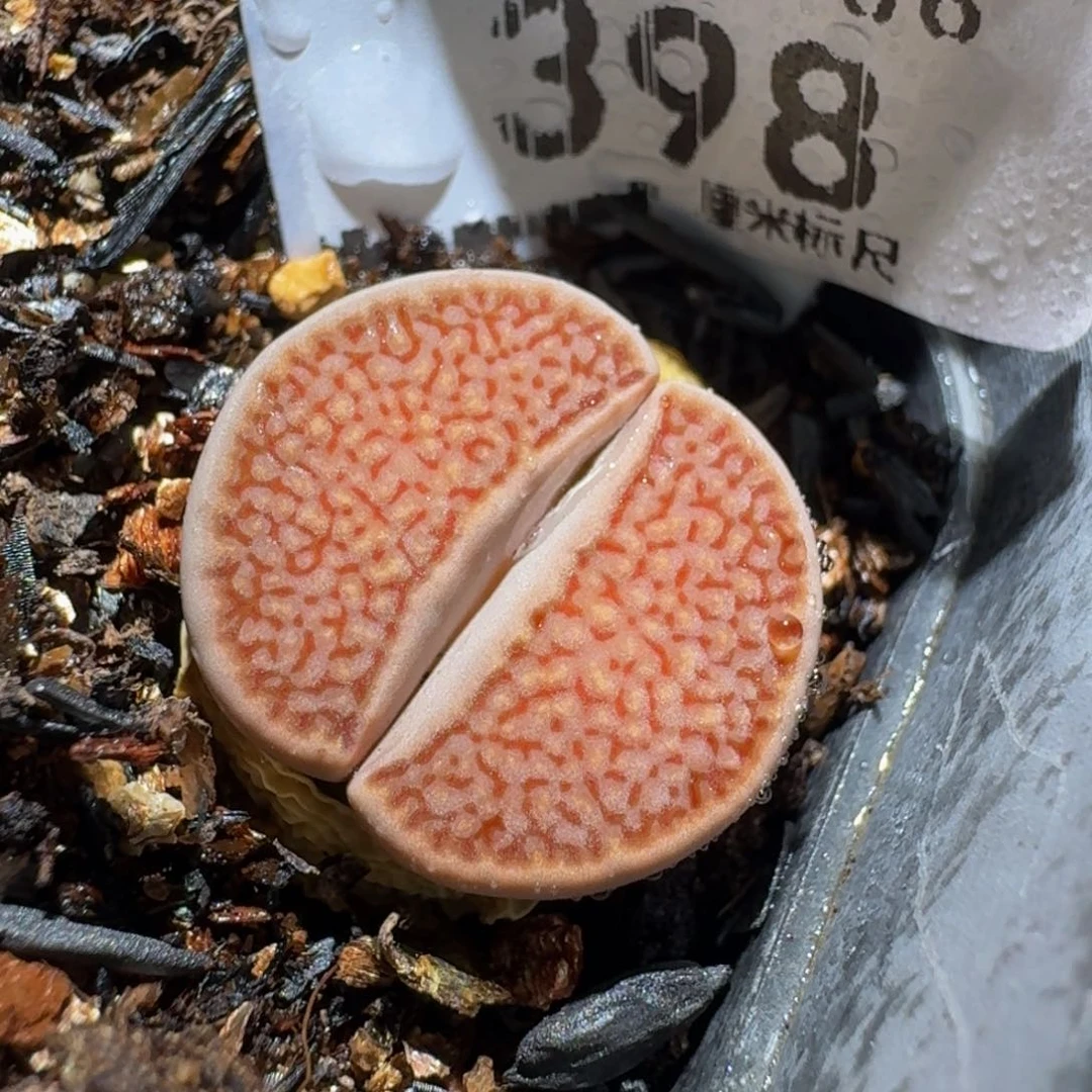Zzzz生石花肉锥398