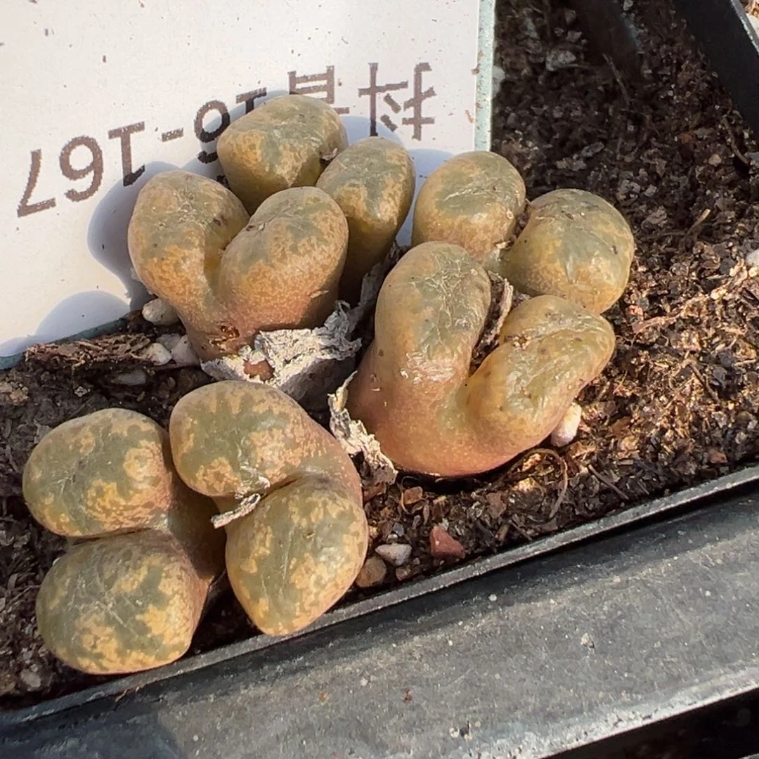 16-167勋章多肉植物，