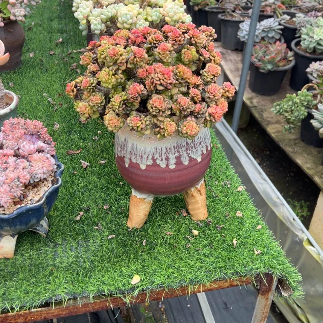 用***4蜡牡丹多肉植物脱土