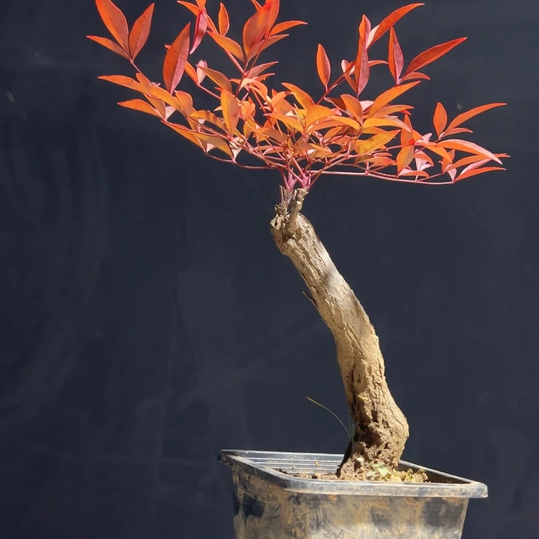 不开花植物A2222222