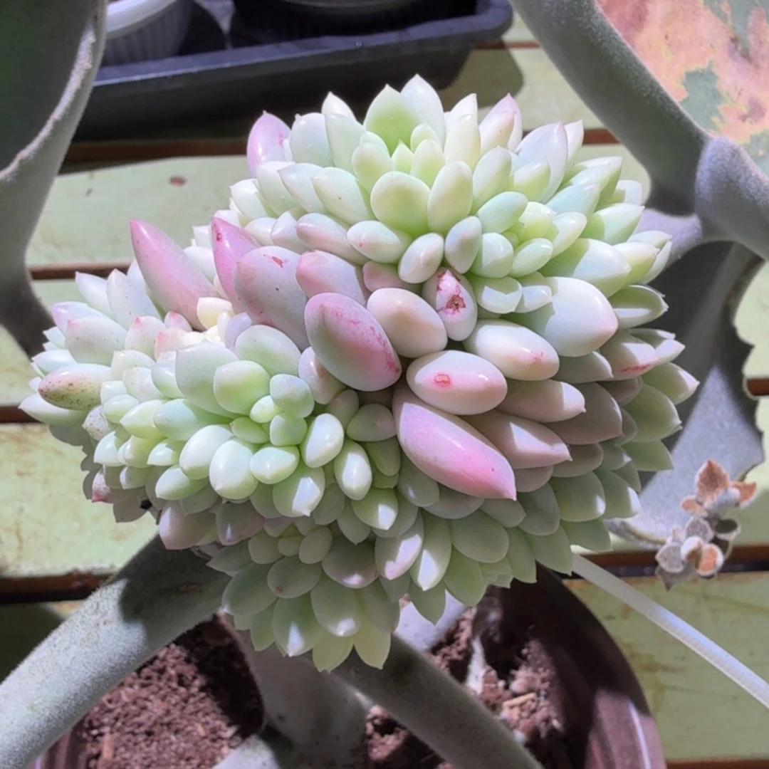 鱼子酱锦群，锦上园艺一物一拍