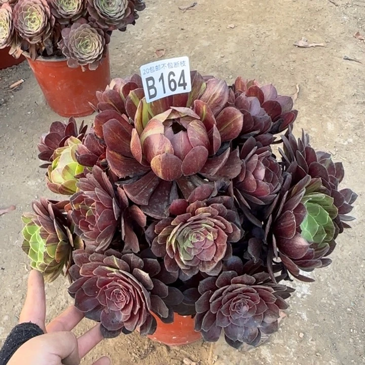 花月夜……多肉植物……