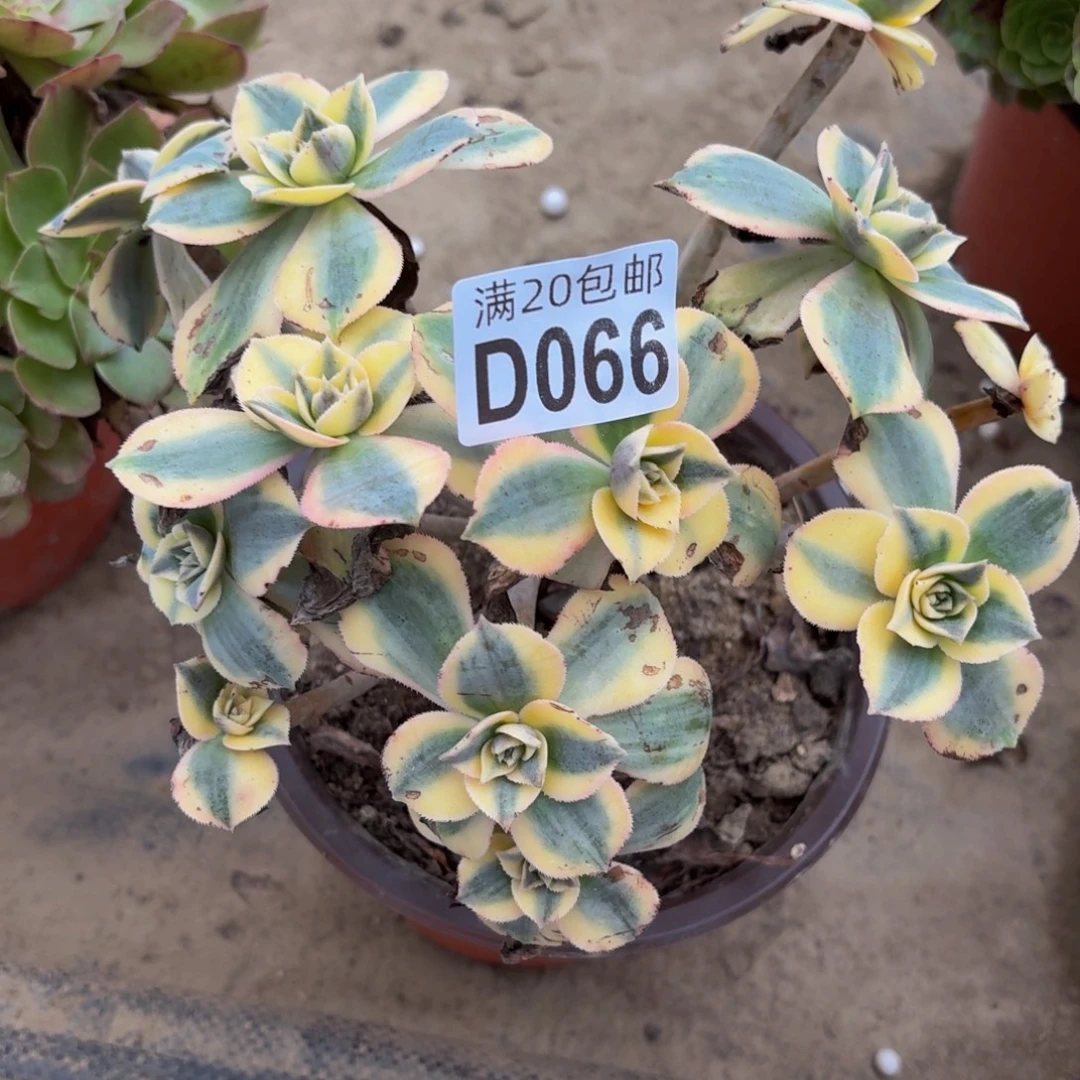 66多肉植物捧花的时候了