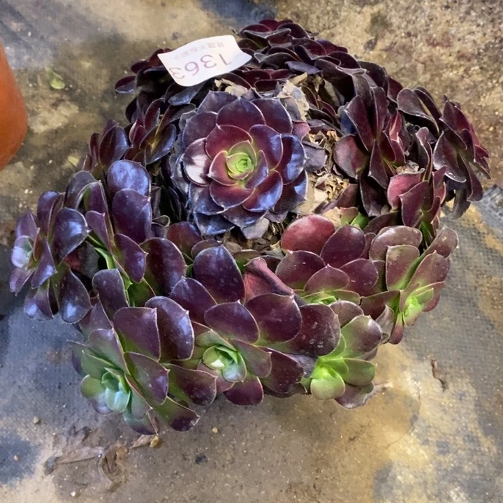 欧姿多肉断头不包1363