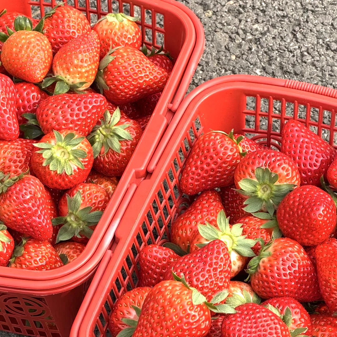 红颜草莓一盒500克