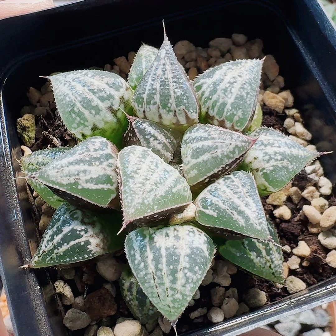 十二卷 雪肌母本开播福利