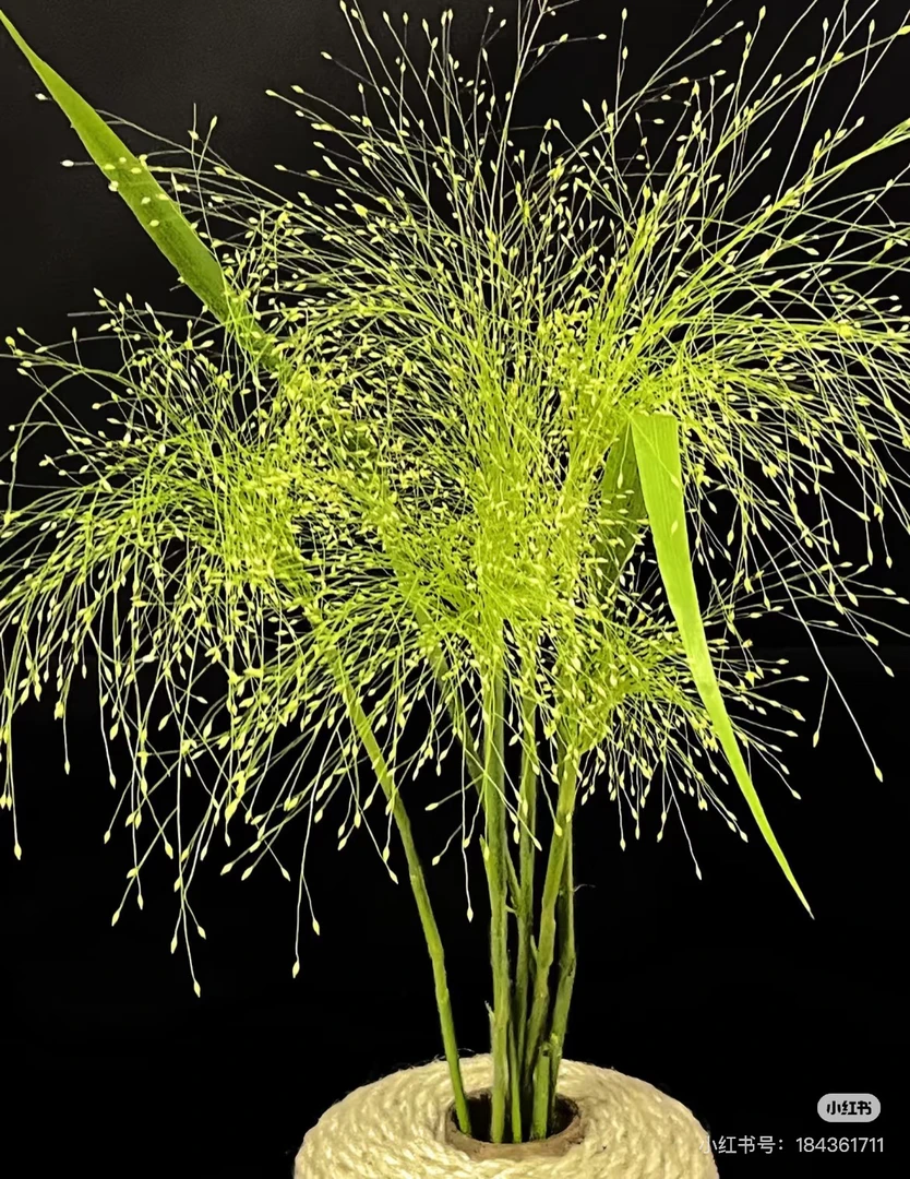 喷泉草配草适用于各种花束