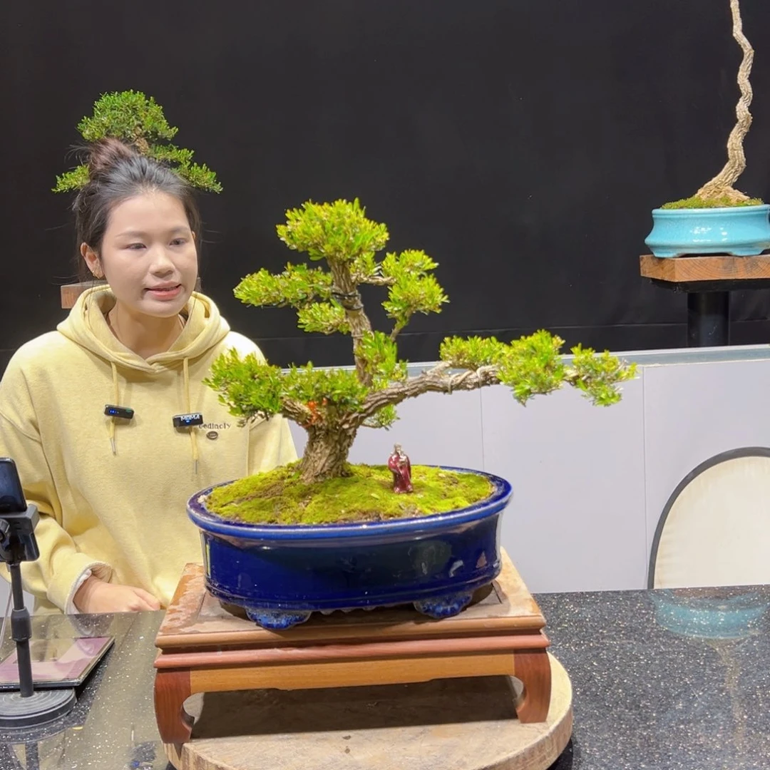黄杨盆景老桩四季常青