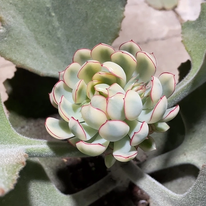 梦幻玫瑰锦一物一拍