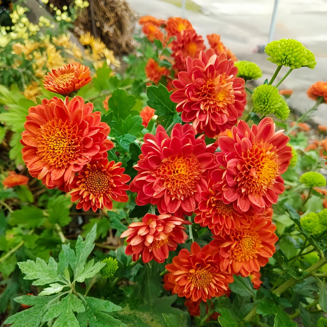 菊花苗庭院植物四季开花卉室内室外阳台趣味花苗盆栽地栽菊花观花