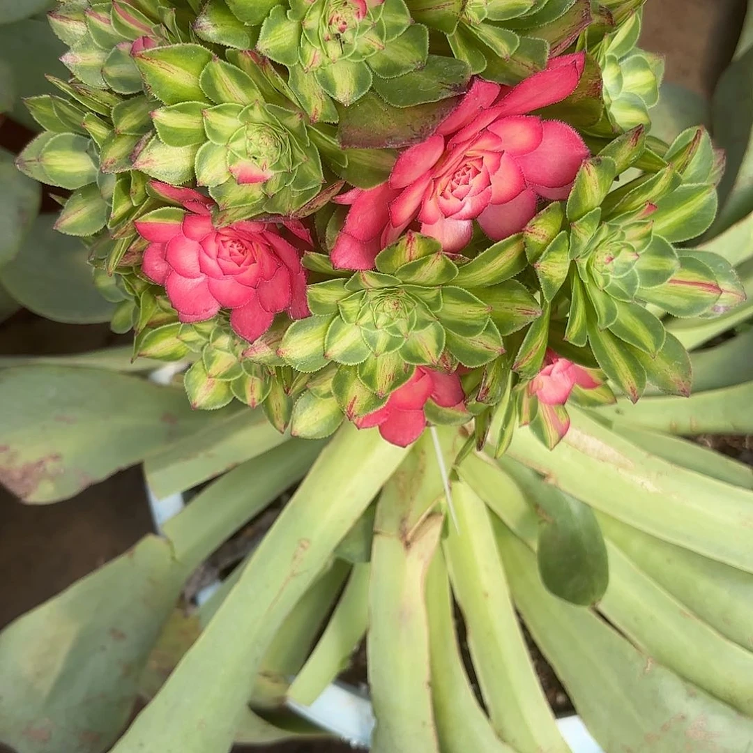 贝*贝多肉植物福利044