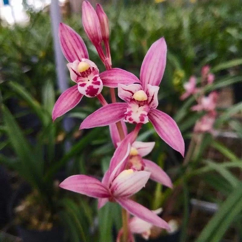 优品兰花 建兰铭品【市长红带花剑】浓香室内外好养易活