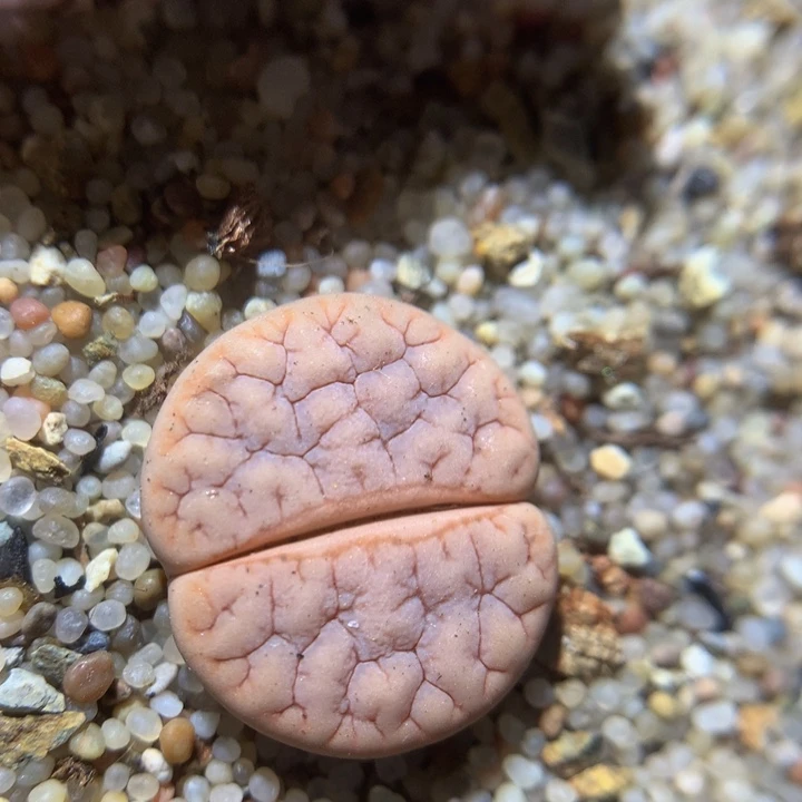 Zzx精品生石花591