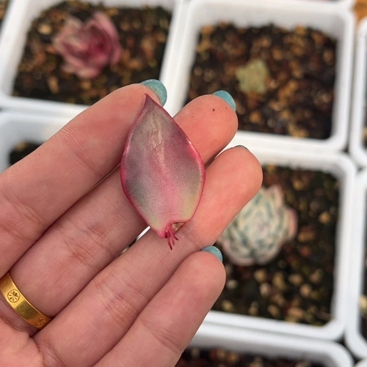 野马冬云锦一颗价格