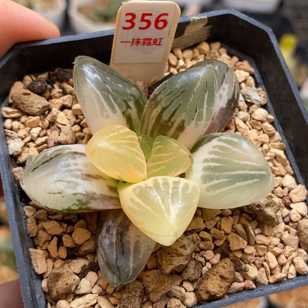356玉潭寿多肉植物