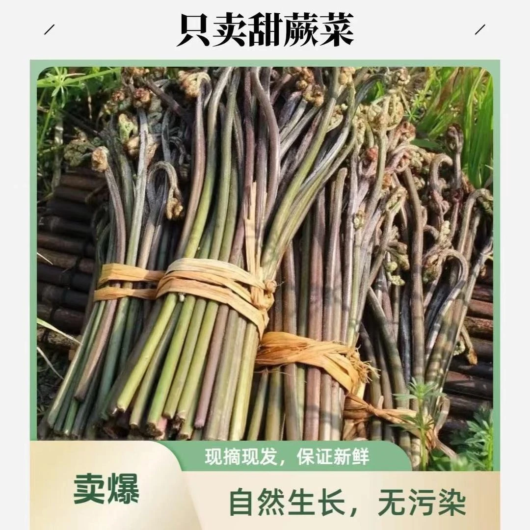 贵州高山野蕨菜现摘现发龙爪菜下饭神器
