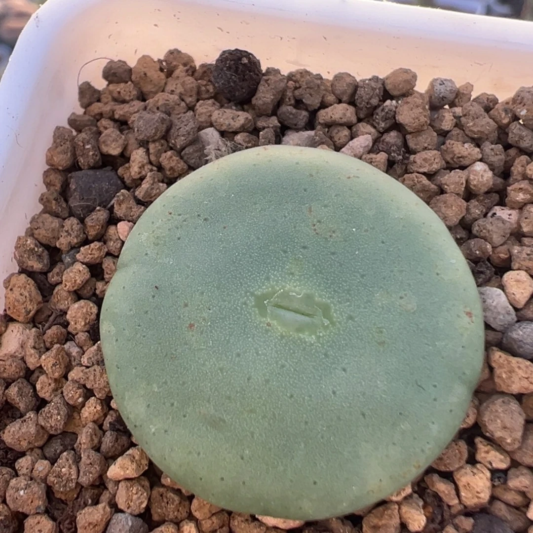 缘***逢36多肉植物百科植物