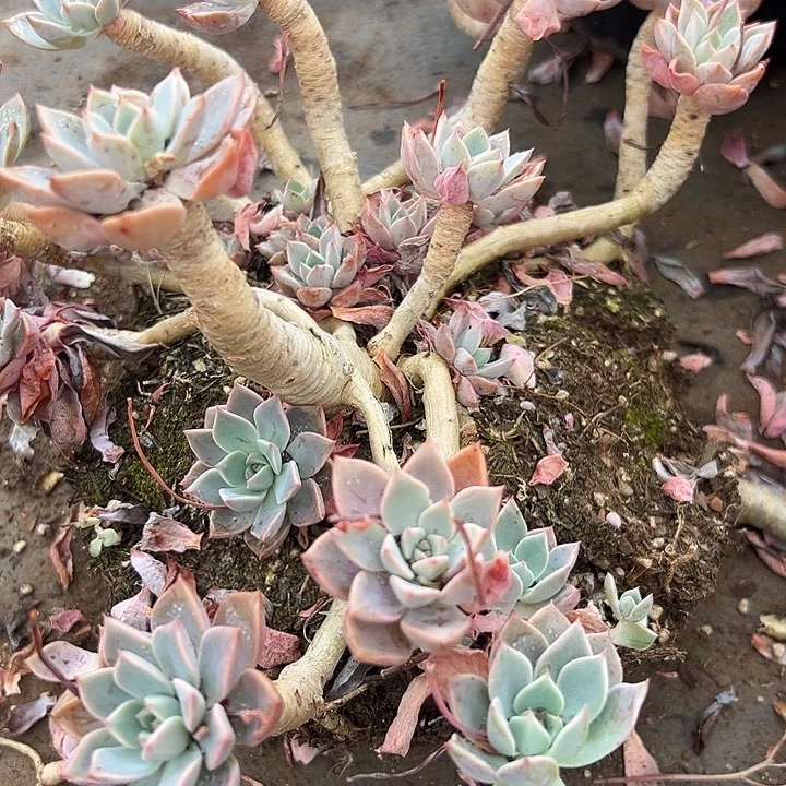 无花朵超大红粉。