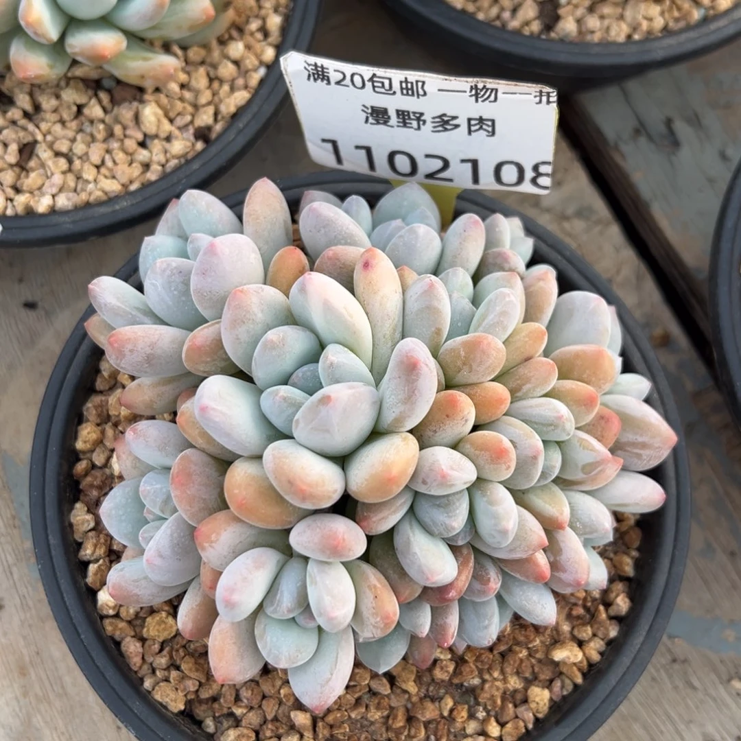 1102108 香所美人群生无砍12头