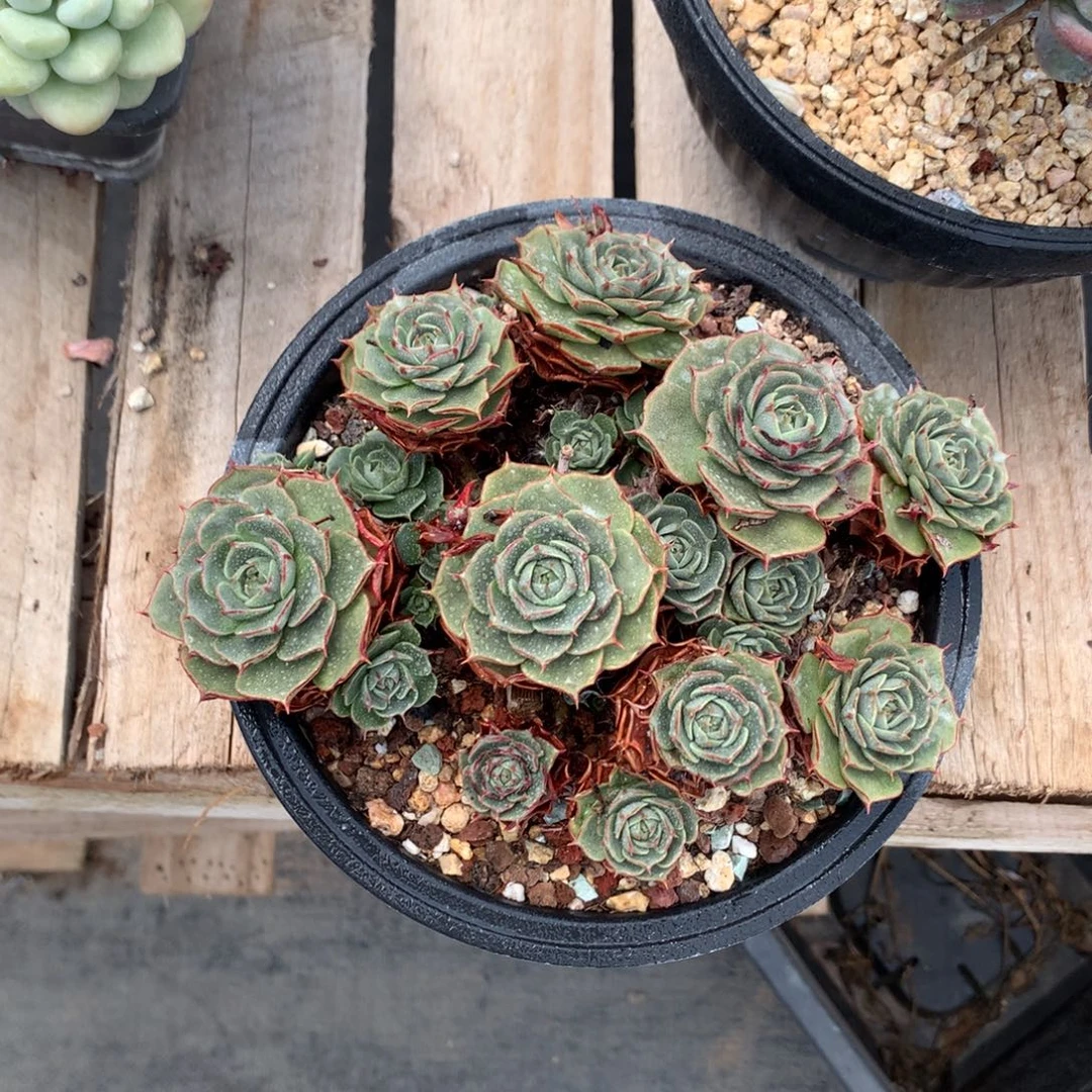 圆叶罗西马多肉植物fujinm
