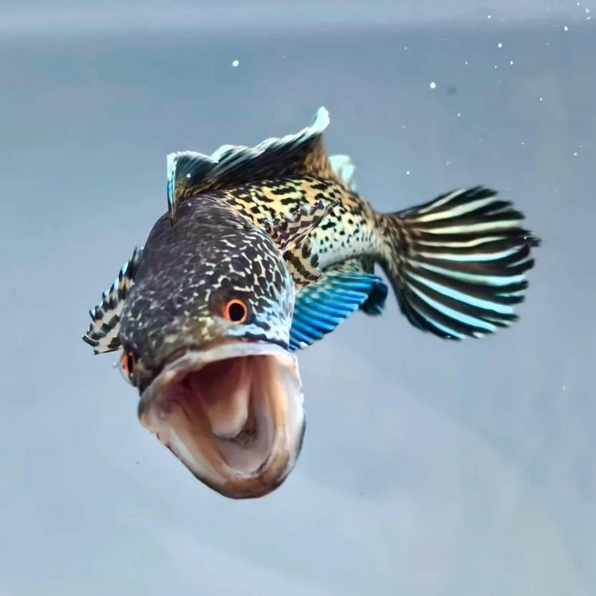 两季雷龙直播选鱼专用链接 私拍随机发训鱼卡一张