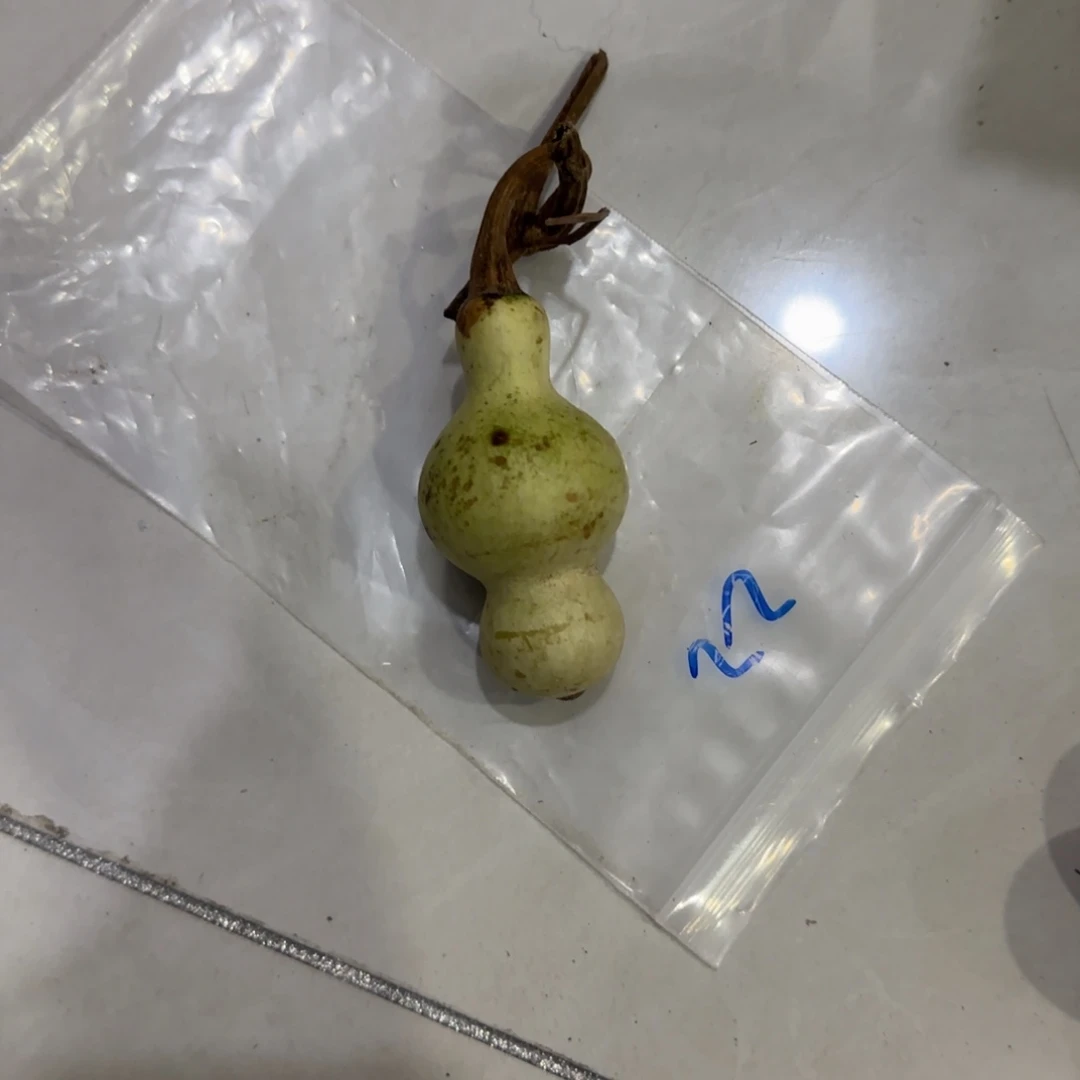 王***）葫芦富豪火锅城VVJ就和陈俊杰