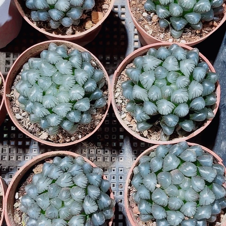 冰灯雨露精品十二卷