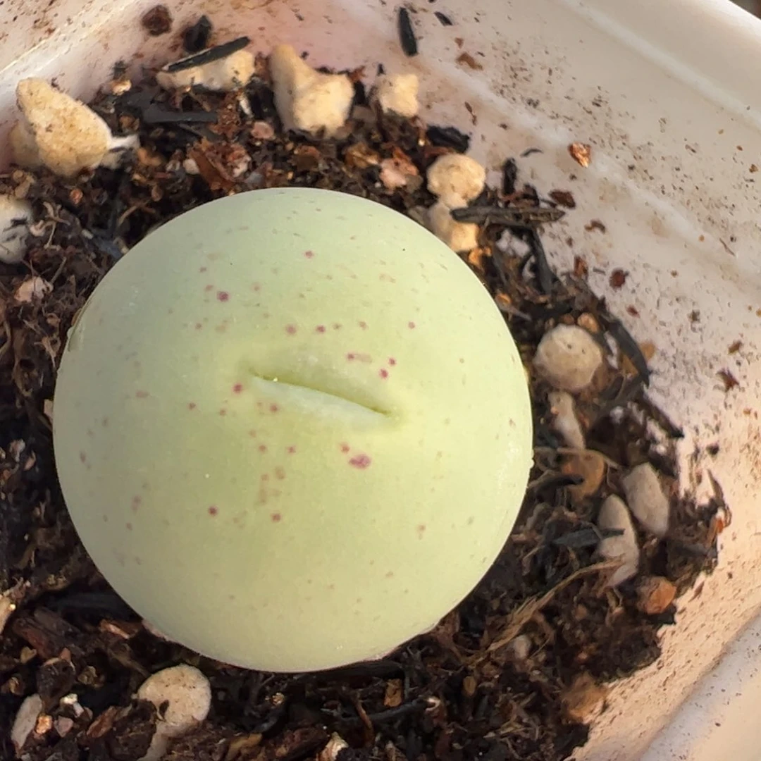 2厘米鸽子蛋多肉植物