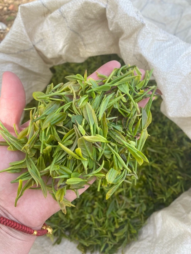 日照绿茶2024早春茶500克_350