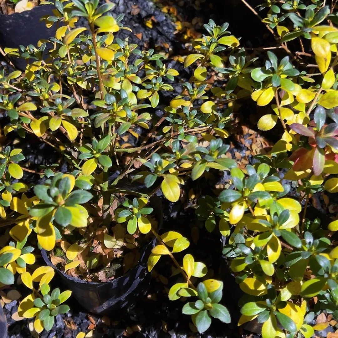 无花朵盆景皋月杜鹃都之泉