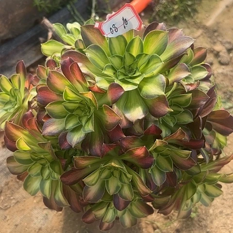 多肉韶华08不包断枝