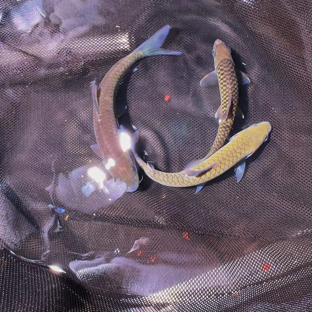 吉罗鱼巴拉墨脱。     幻彩