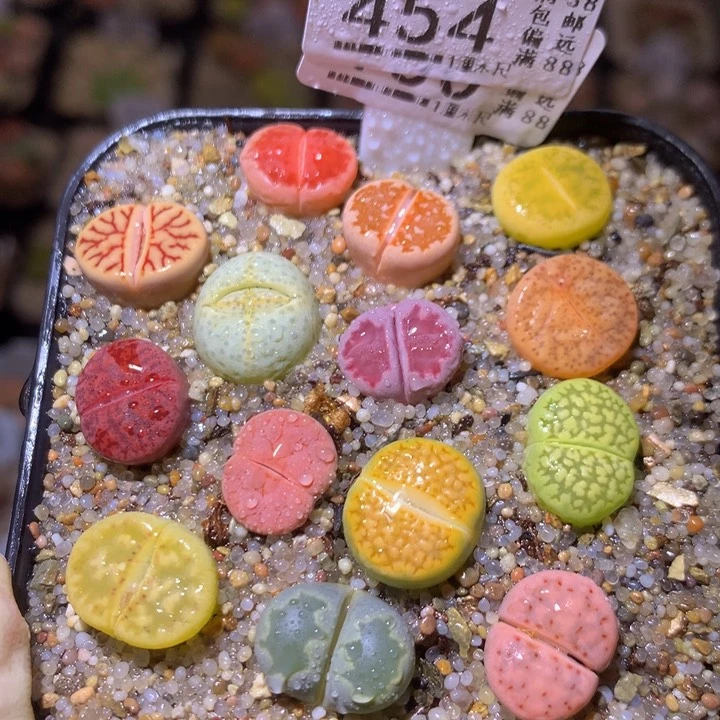 精品生石花213.454