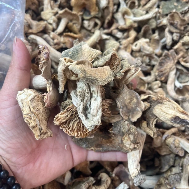 河南25年刚上市的梨菇，爆炒五花肉脆脆的非常好吃。