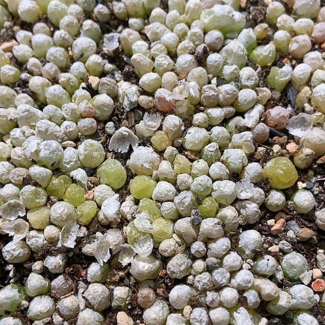 布*哈墨灯泡20颗偏红的
