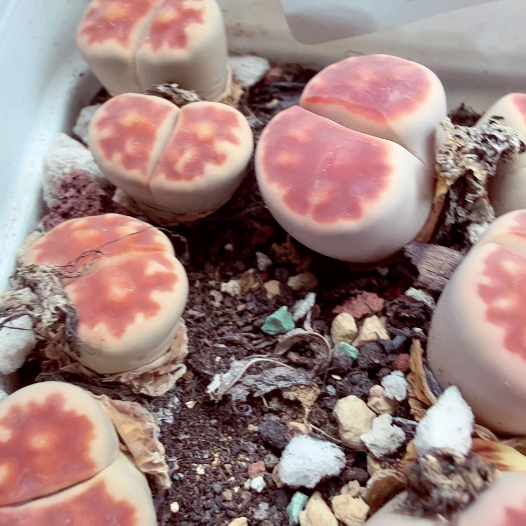 胖***、你不去你说一天干668