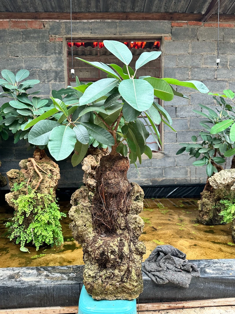 好养易活四季常绿的榕树吸水石盆栽抱石水养天然盆景榕树盆景