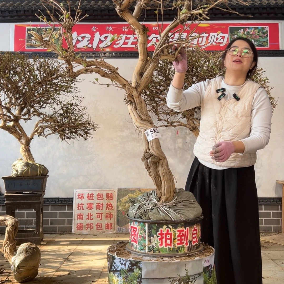 无花朵金银花88888