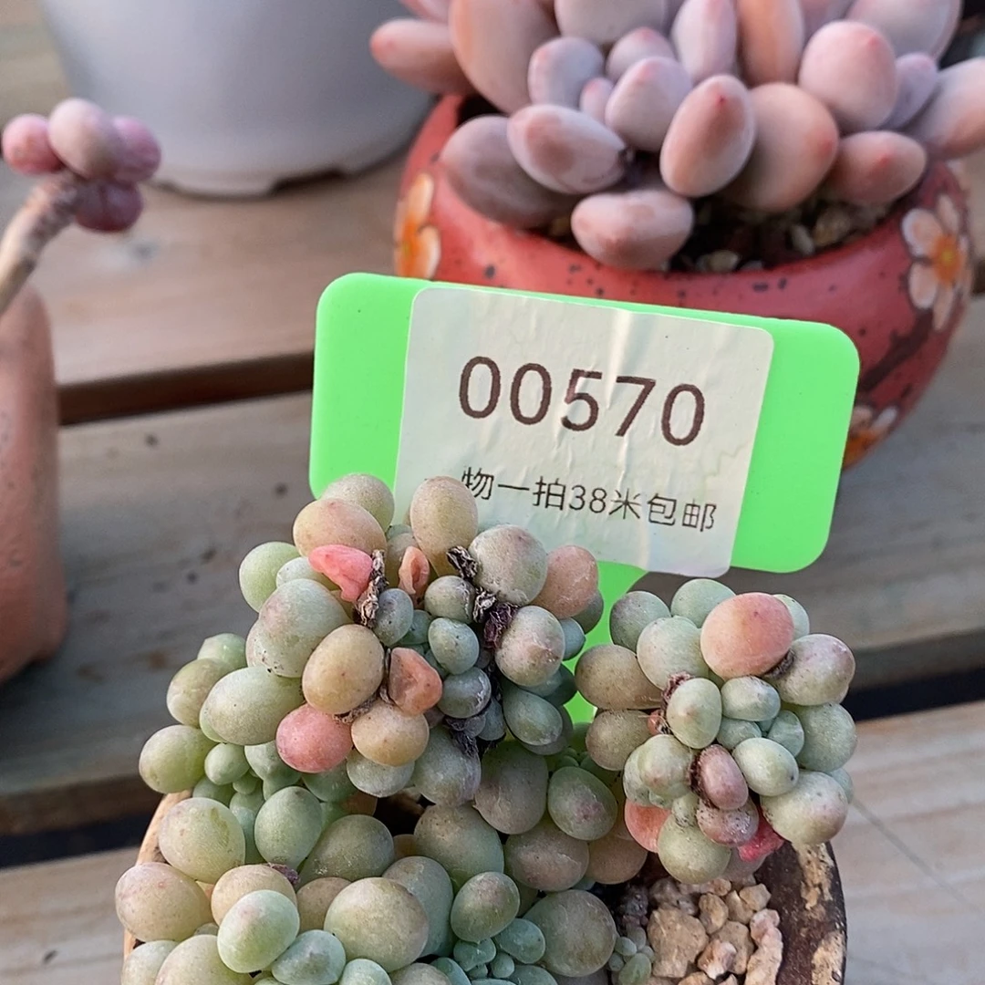 00570？某v哦哦哦哦了