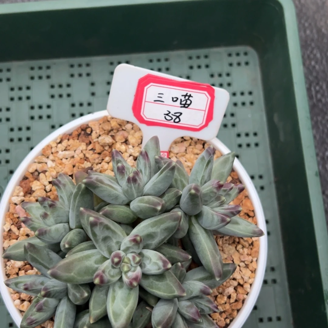 喵****三喵38。
