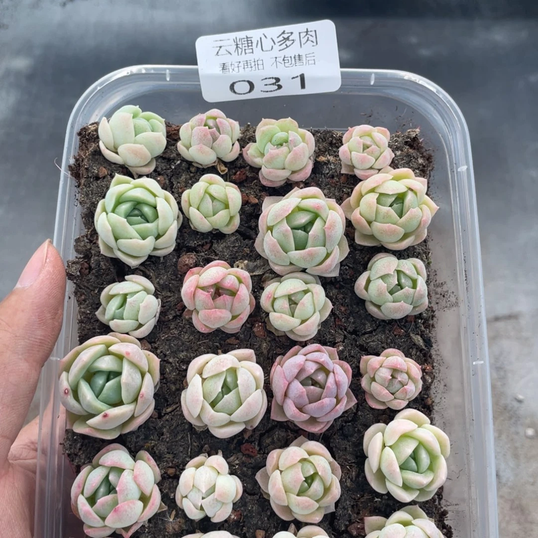 云糖心多肉植物31