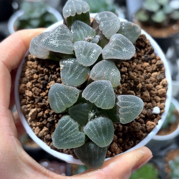 双头青瓷多肉植物白盘