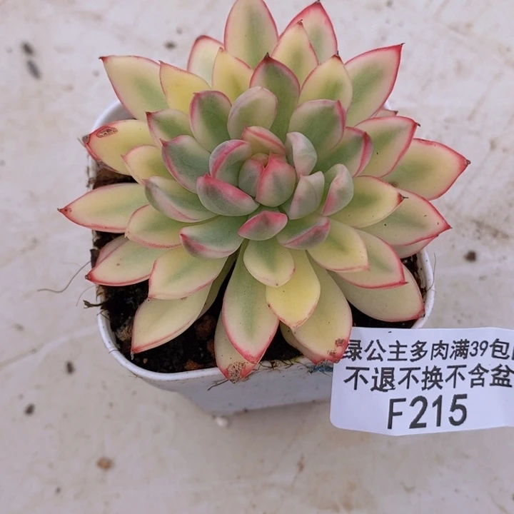 女雏锦单头215多肉植物