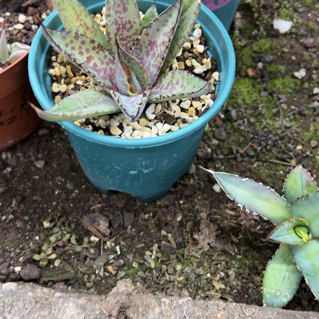 C*Z血严龙龙舌兰植物