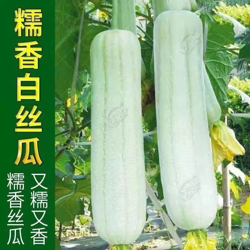 四季种植清香白丝瓜种子皮薄肉嫩牛奶白玉丝瓜籽奶油味肉蔬菜种子