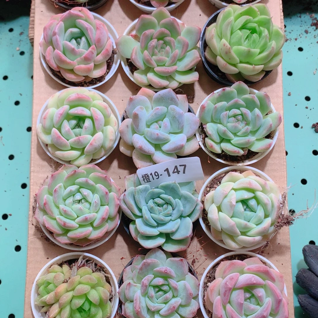 19-147一物一拍带盆18颗