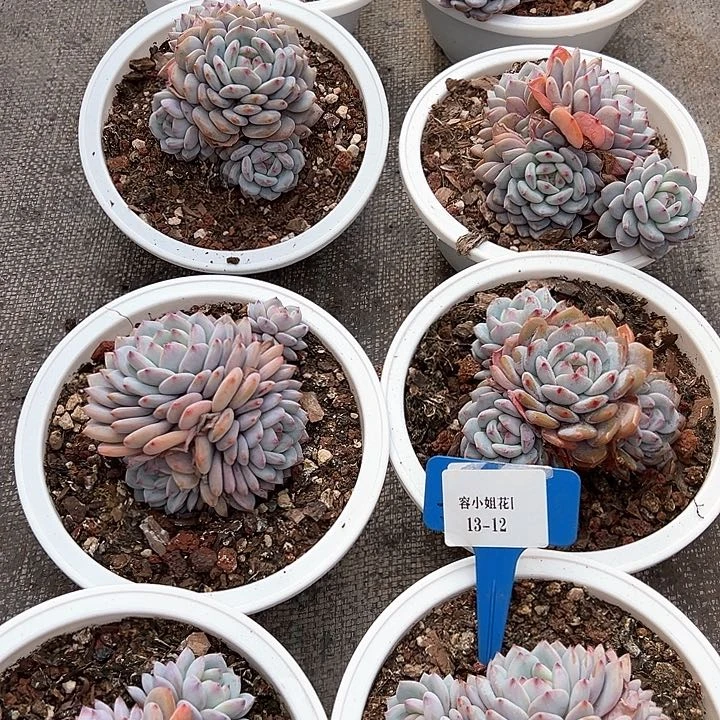 13.12星星橙一个脱土