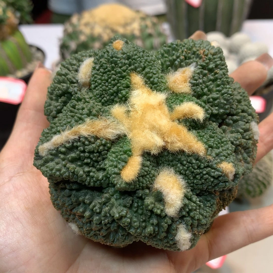 26号 出根芽 哥斯拉岩牡丹8.8公分