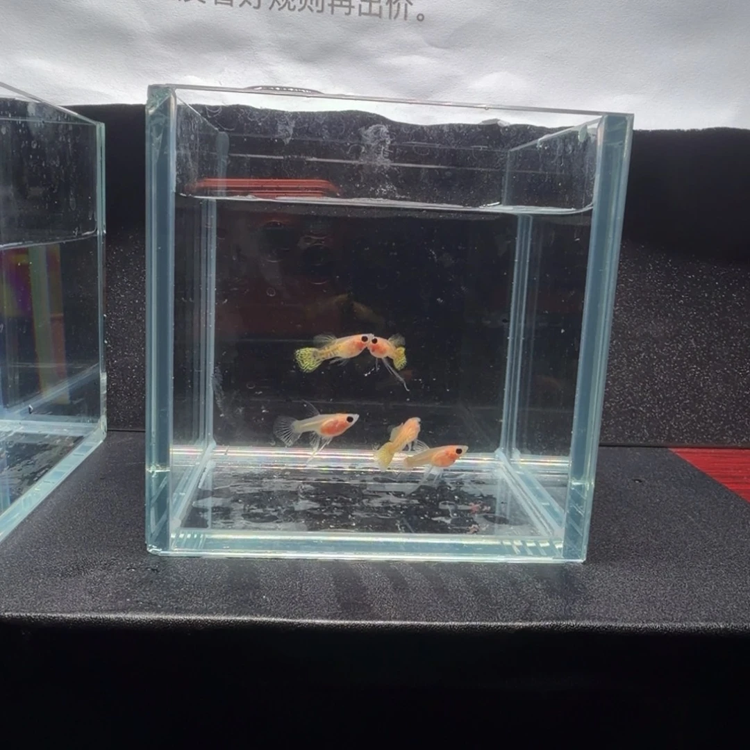 孔雀鱼黄蕾丝2短公1长公2C母